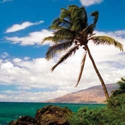 Hawaii - Maui, Beach, Palm Tree